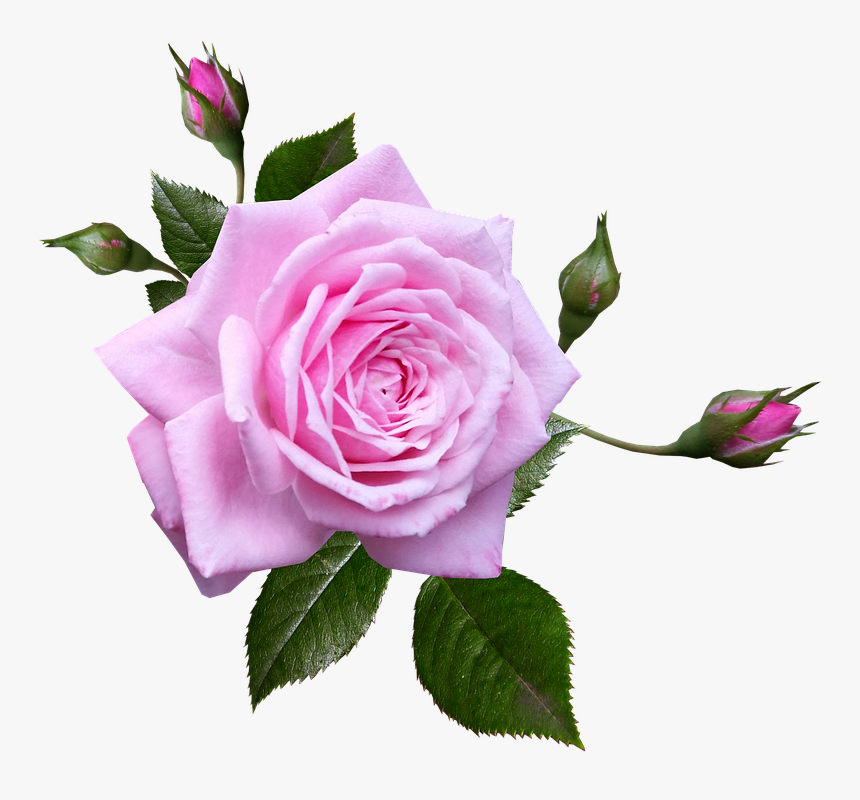 Transparent Rose Garden Png - Love Rose For Girlfriend, Png Download, Free Download