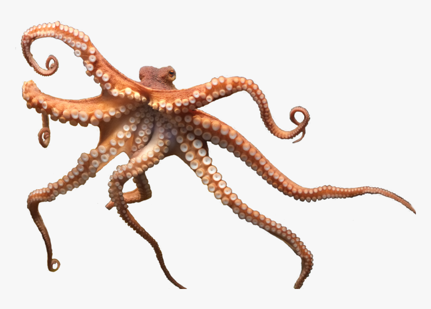 Octopus Png, Transparent Png, Free Download