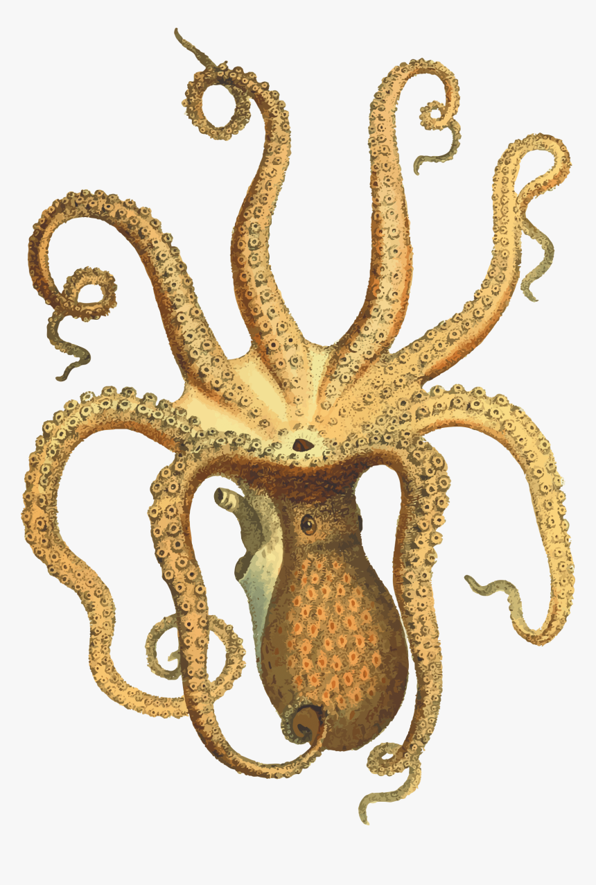 Octopus Vintage - Vintage Octopus Illustration Png, Transparent Png, Free Download