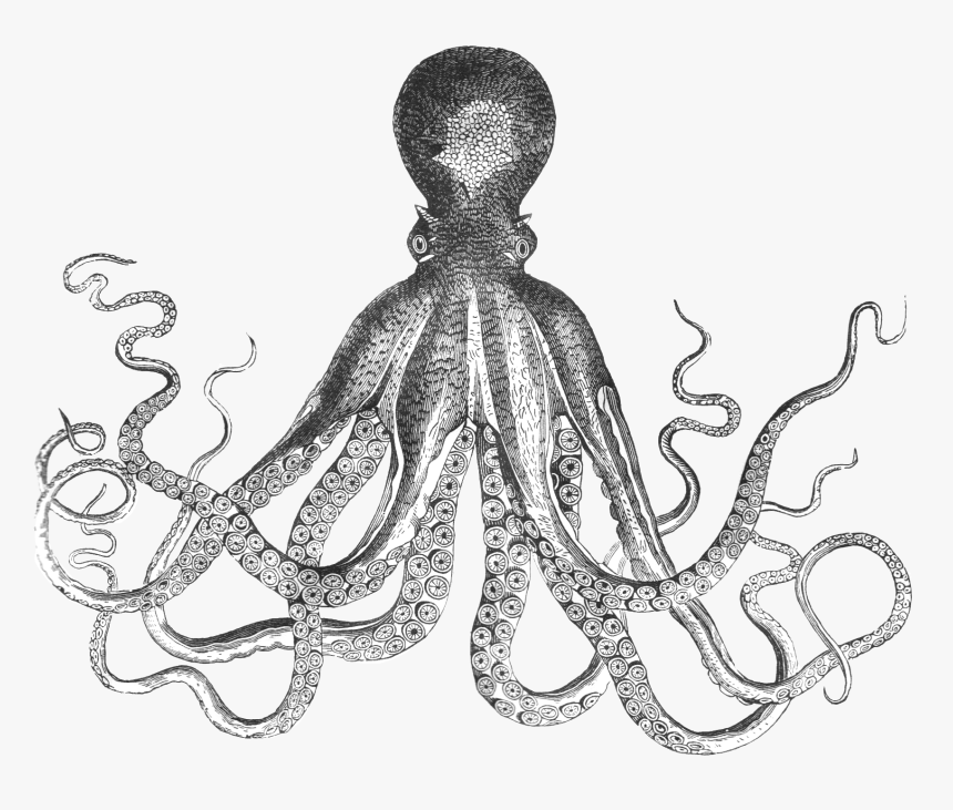 Mollusks Black And White - Octopus Png Black And White, Transparent Png, Free Download
