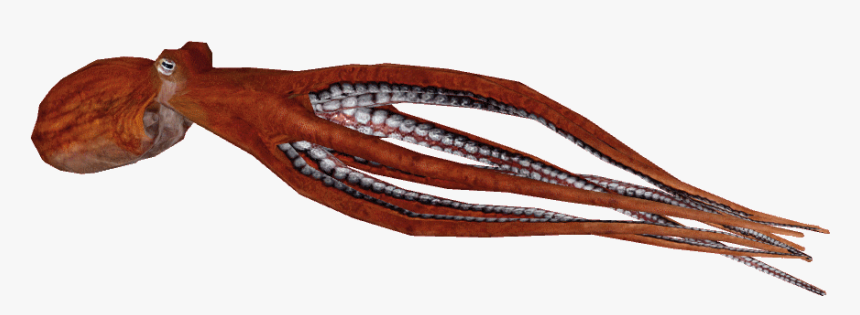 Pacificgiantoctopus - Octopus, HD Png Download, Free Download