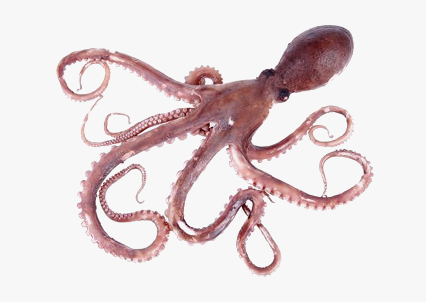 Octopus Png Pic - Octopus Png, Transparent Png, Free Download