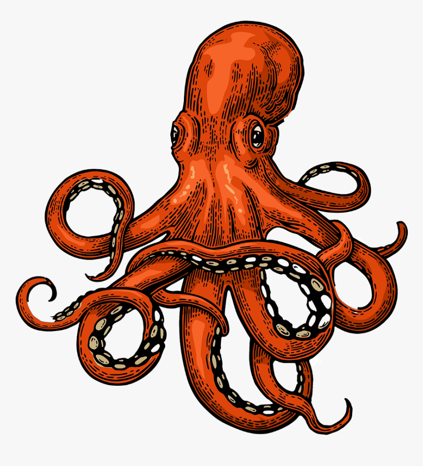 Clip Art Octopus Photography - Octopus Illustration, HD Png Download, Free Download