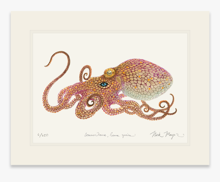 California Two Spot Octopus - California Two Spot Octopus Crafts, HD Png Download, Free Download
