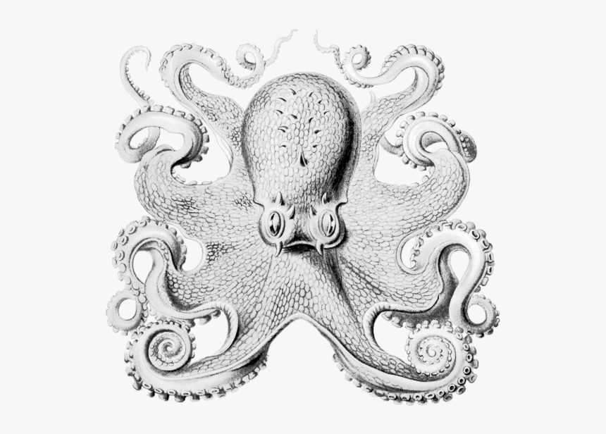Ernst Haeckel Octopus Print, HD Png Download, Free Download