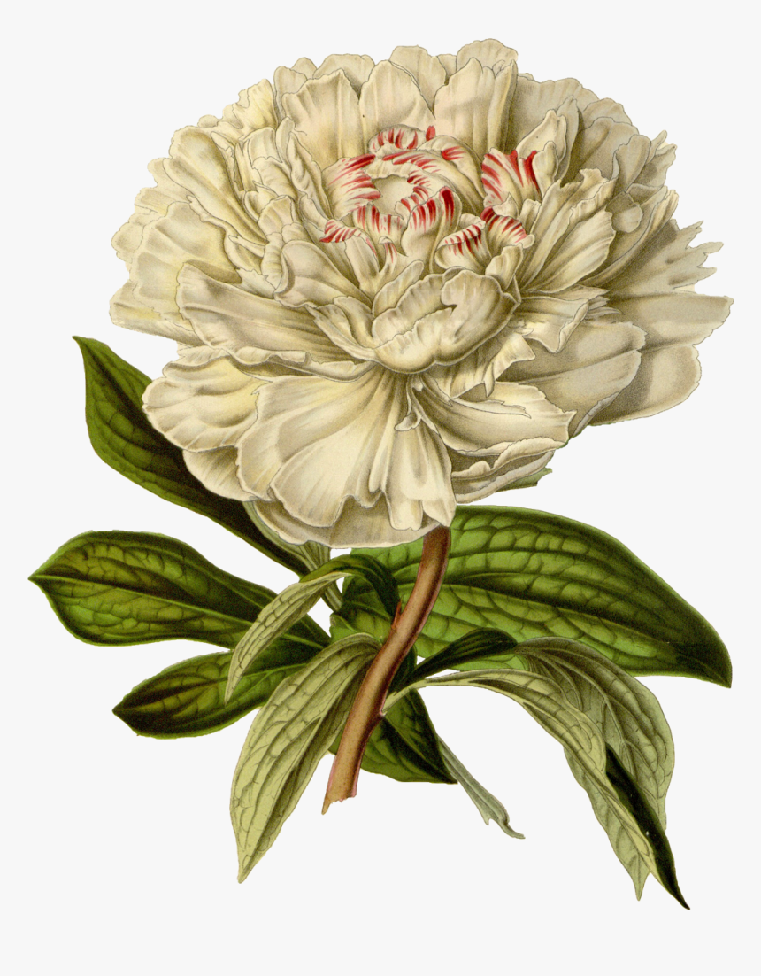 Vintage Botanical Illustration Png, Transparent Png, Free Download