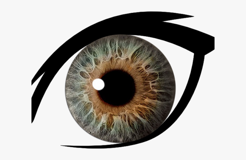 Hazel Eyes Clipart Dark Brown Eye - Eye With Clear Background, HD Png  Download - kindpng