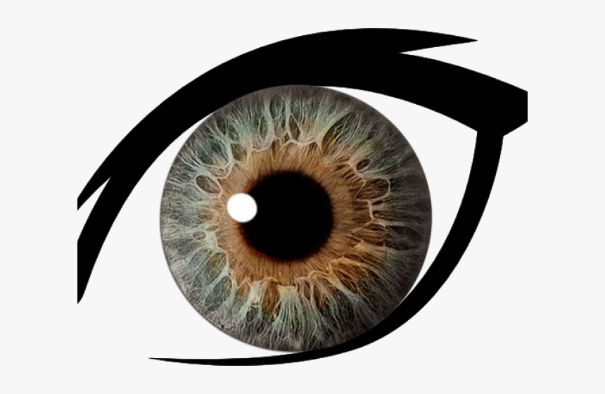 Hazel Eyes Clipart Dark Brown Eye - Eye With Clear Background, HD Png Download, Free Download