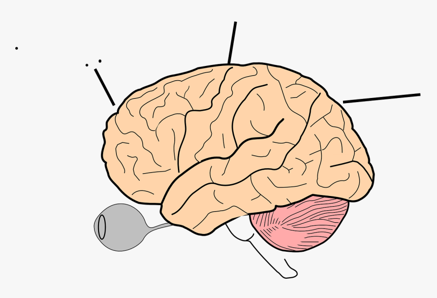 Sheep Brain Clipart, HD Png Download, Free Download