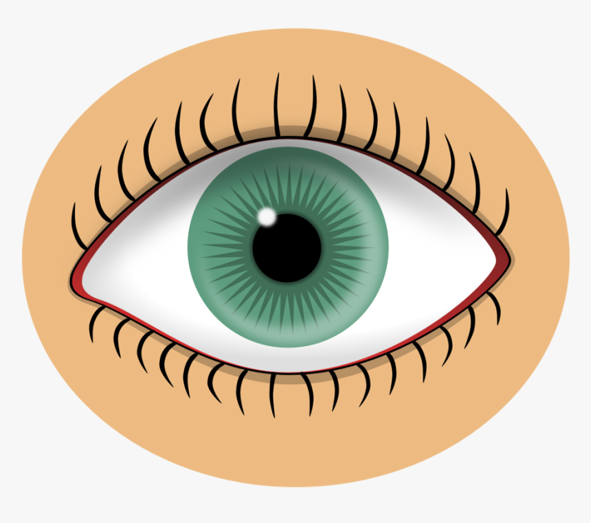 Iris,close Up,eye - Part Of Body Flashcard, HD Png Download, Free Download