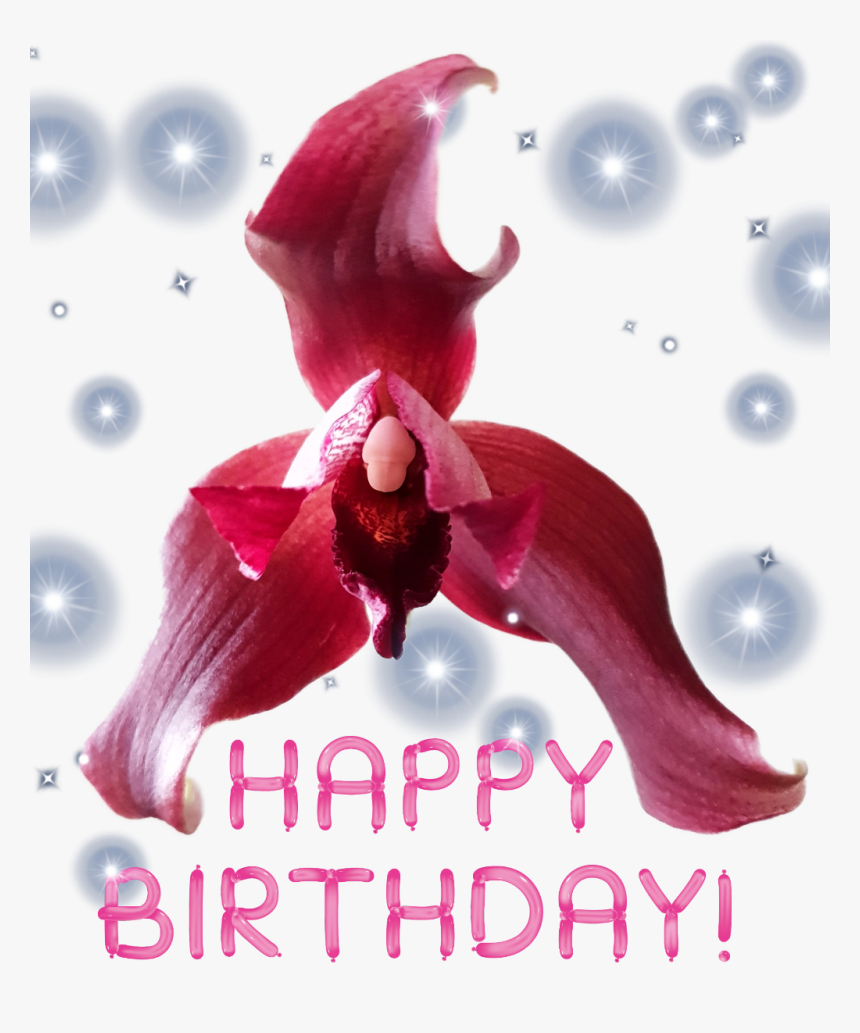 Transparent Congratulations Images With Flowers Png - Pink Happy Birthday Png, Png Download, Free Download