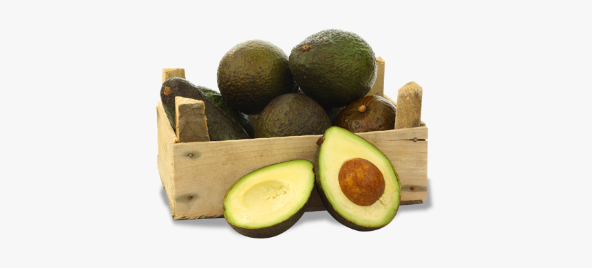 Exportacion De Aguacate A Japon, HD Png Download, Free Download