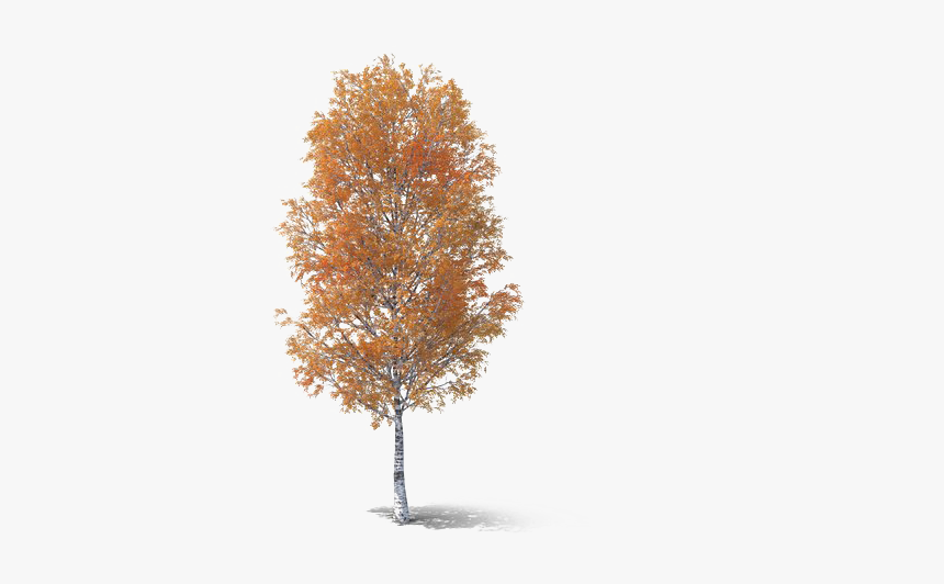 Fall Tree Png Transparent Picture - Autumn Tree Png, Png Download, Free Download