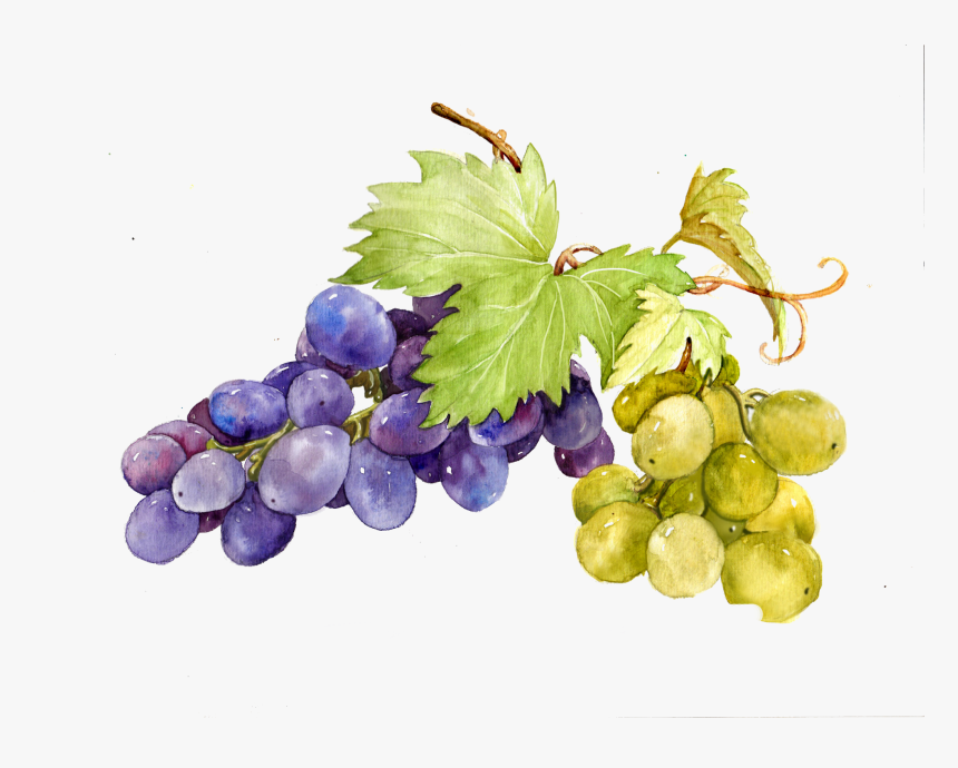 Watercolor Grape Vines Clipart, HD Png Download, Free Download