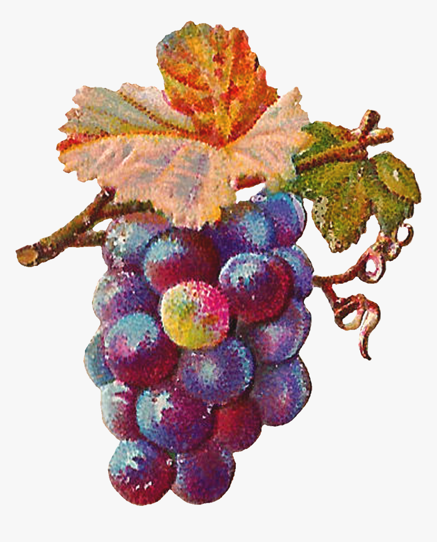 Vector Freeuse Antique Images Digital Grapes Download - Grape Art Png, Transparent Png, Free Download