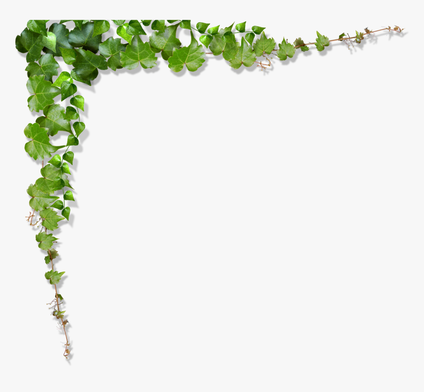 Green Vine Leaf - Transparent Background Vines Png, Png Download, Free Download