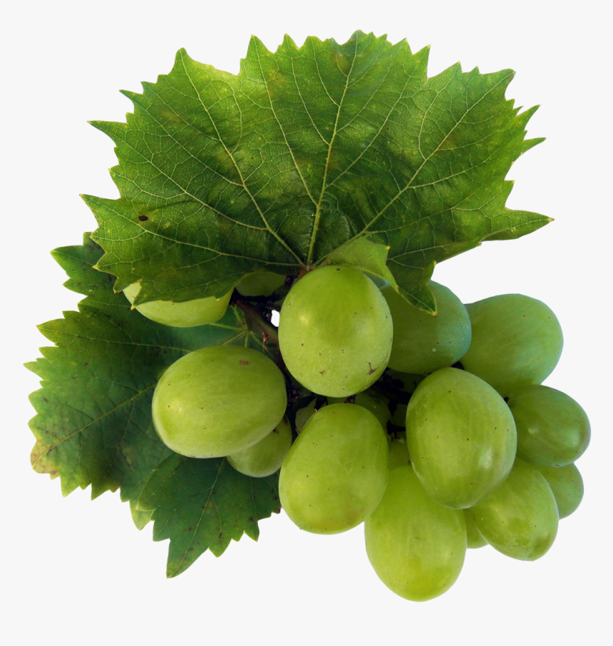 Grape, HD Png Download, Free Download