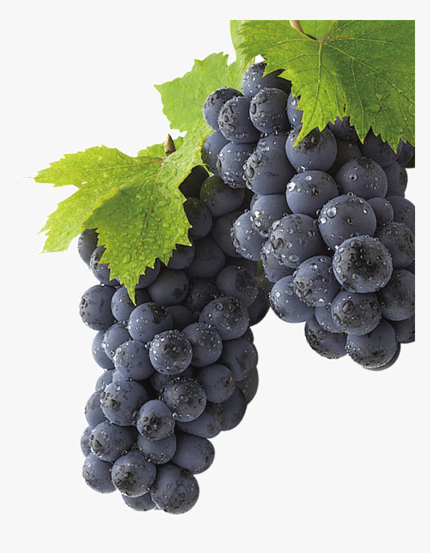 Black Grapes, Clip Art, Illustrations, Pictures , Png - Winegrape On A Vine Transparent Background, Png Download, Free Download