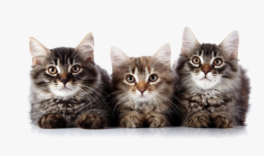 Kitten Png Transparent Image - Png Transparent Kittens Png, Png Download, Free Download