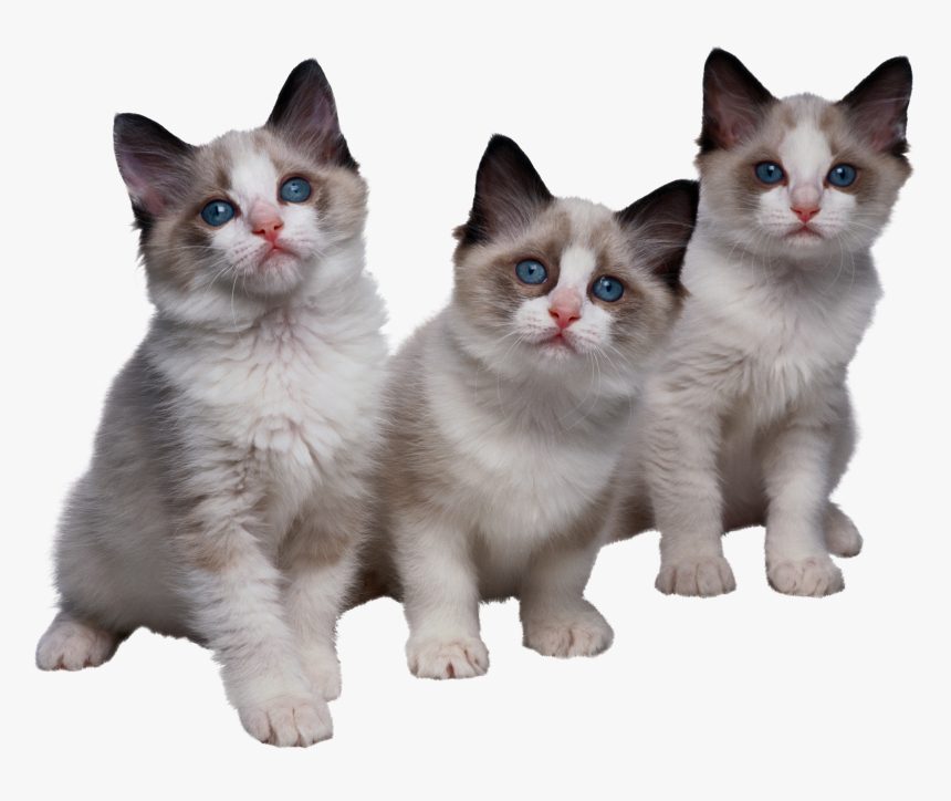 Cat Png - Kittens Png, Transparent Png, Free Download