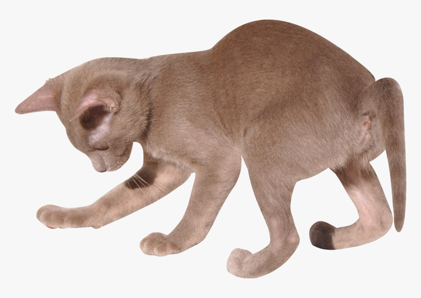 Kitten, HD Png Download, Free Download