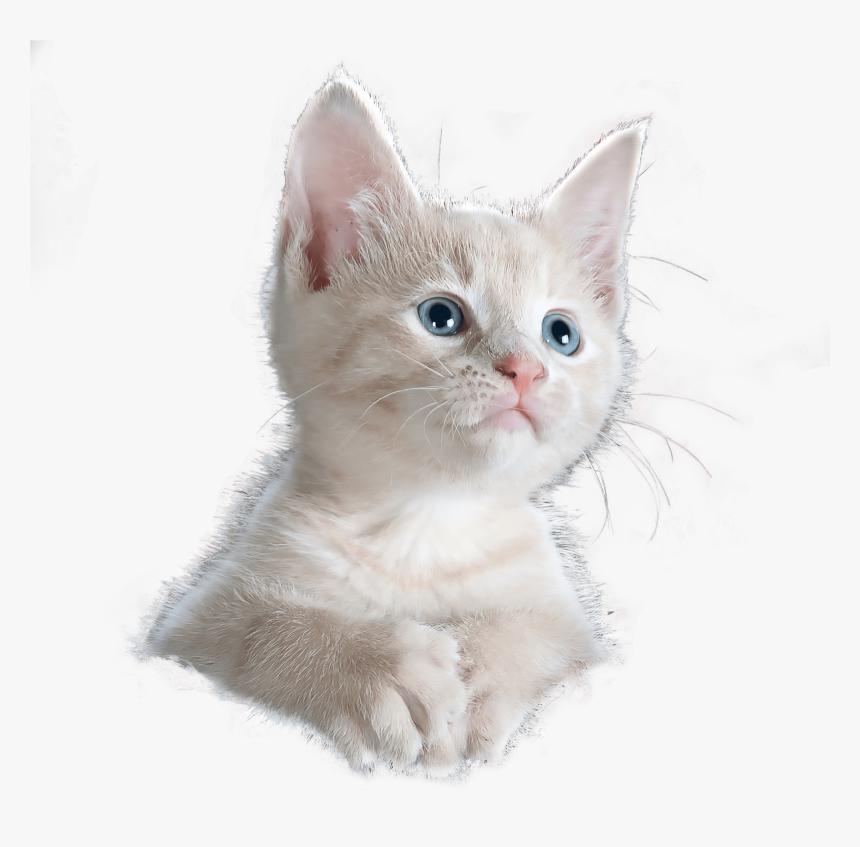 Cat Images Download, HD Png Download, Free Download