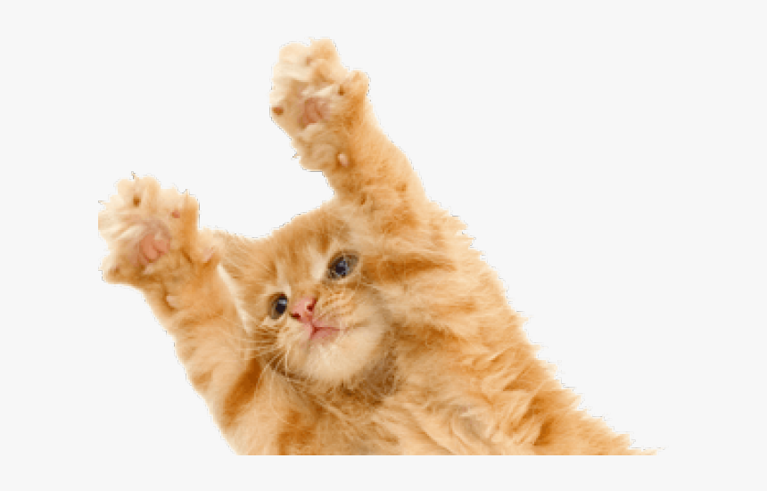 Kitten Png Transparent Images - Kitten With Claws, Png Download, Free Download