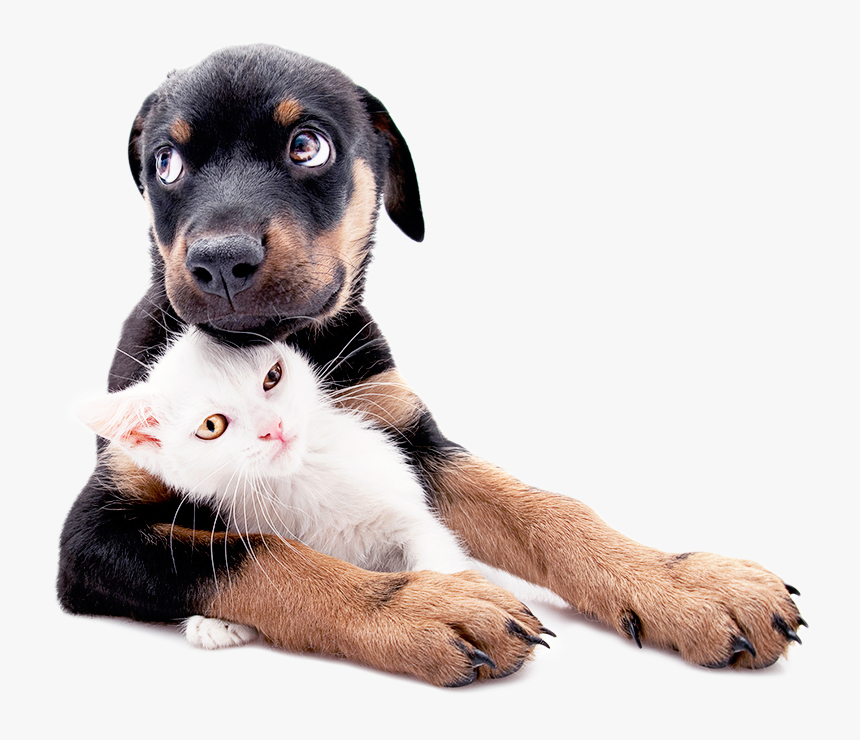 Puppy And Kitten Png - Puppies & Kittens, Transparent Png, Free Download