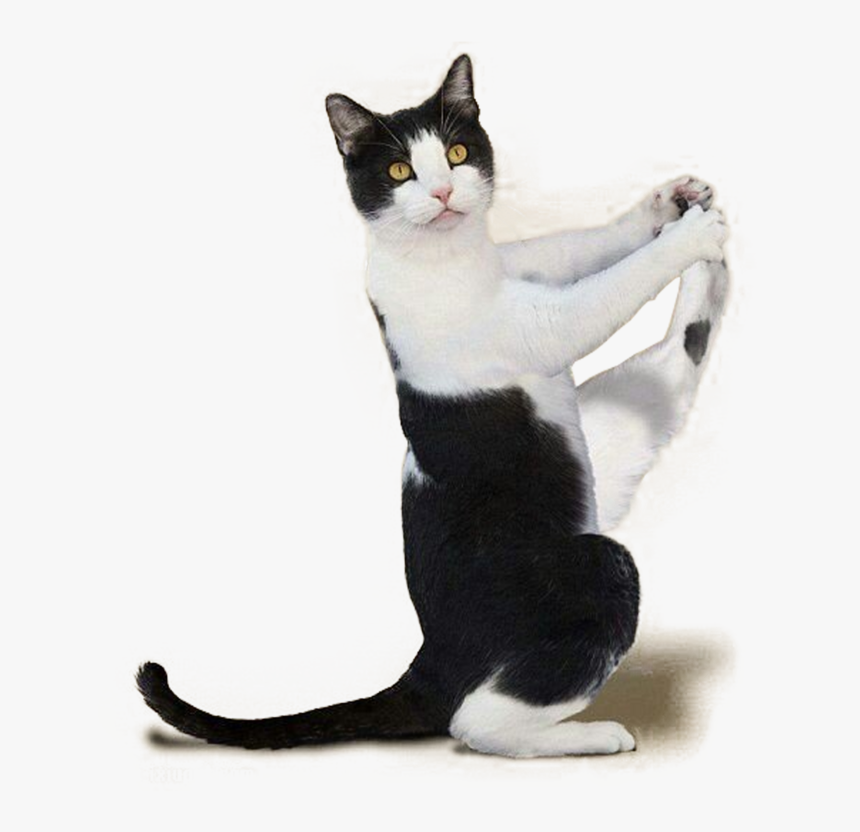 Short Yoga Aegean Haired Workout Kitten Domestic - Cat Yoga Png, Transparent Png, Free Download