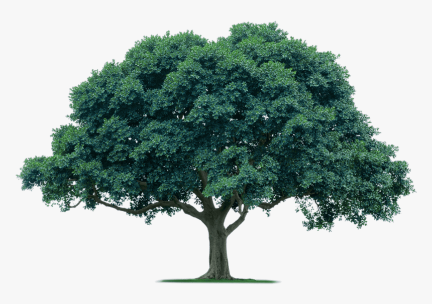 Transparent Acacia Tree Png - Large Evergreen Trees Australia, Png Download, Free Download