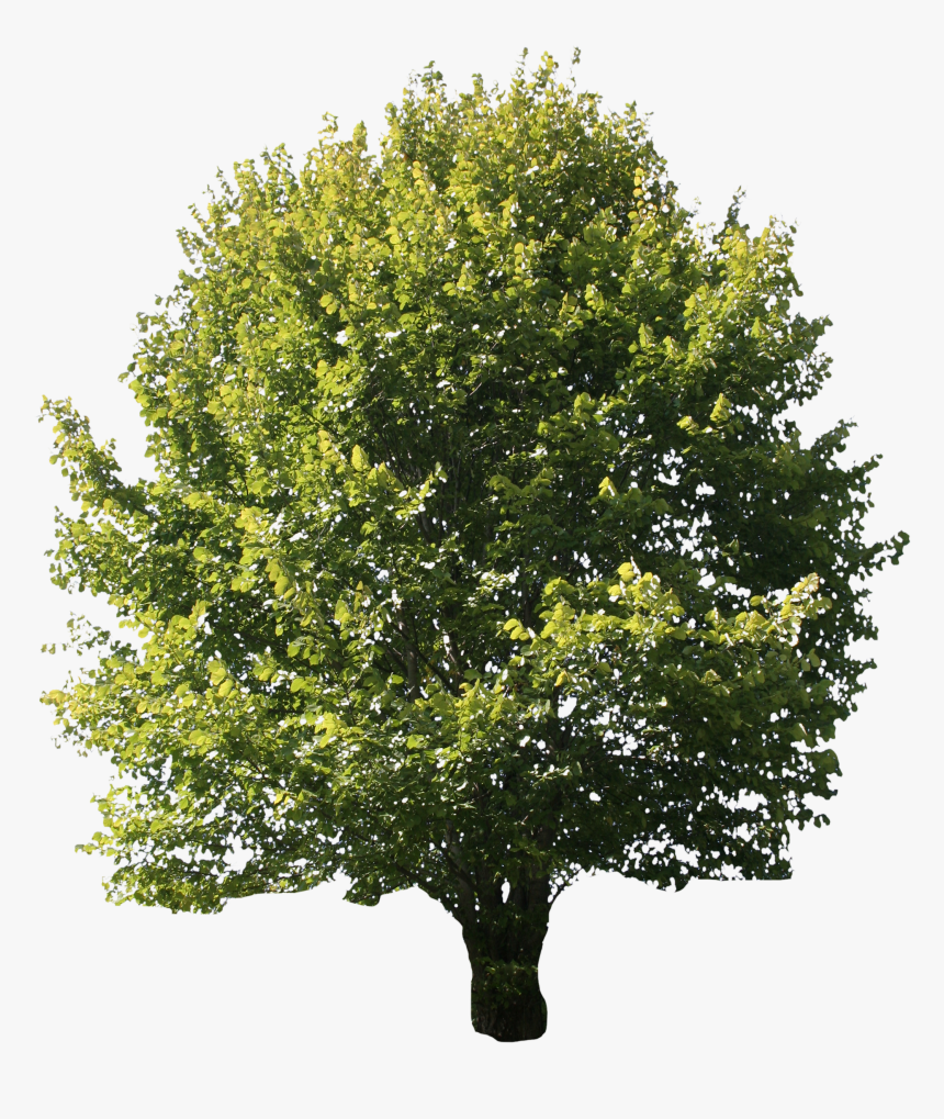 Desktop Wallpaper Portable Network Graphics Oak Tree - Maple Tree Transparent Background, HD Png Download, Free Download