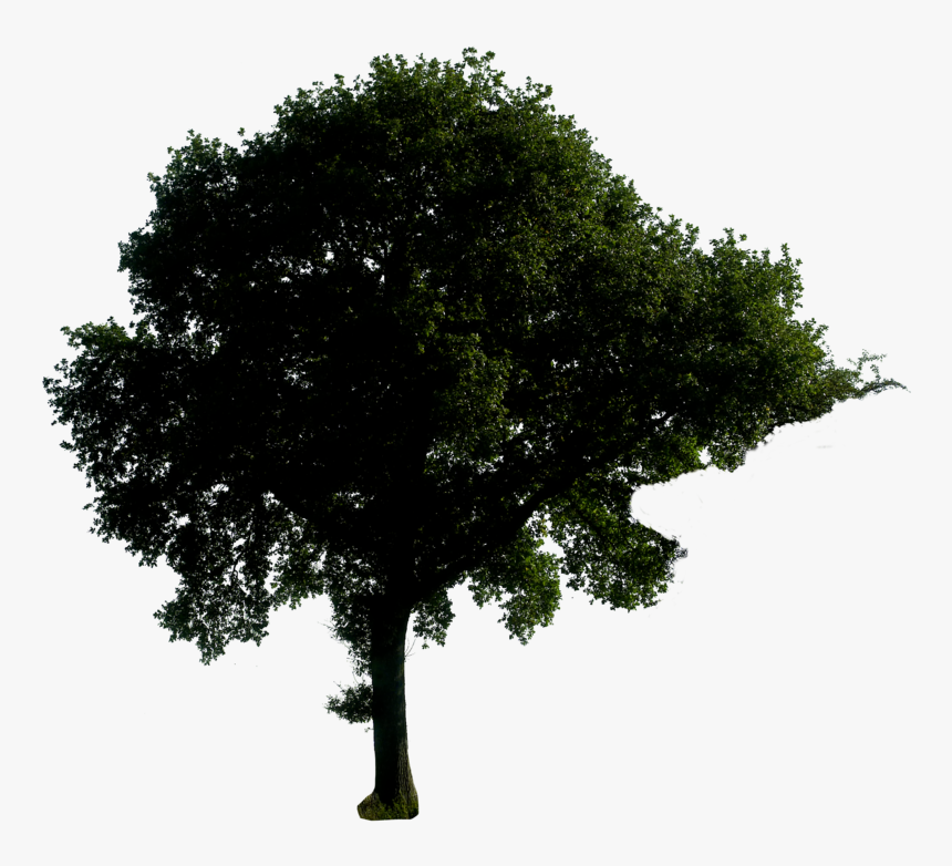 Trees Png Download - Tree Picture In Night Png, Transparent Png, Free Download