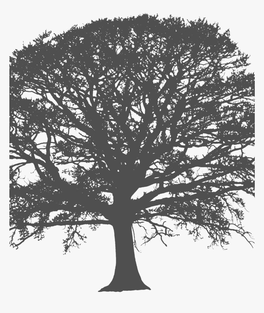 White Tree Silhouette Wallpaper - Black And White Silhouette Of Tree, HD Png Download, Free Download