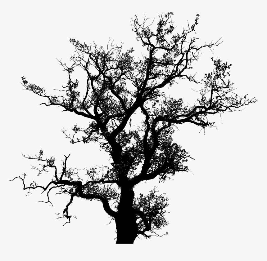 Transparent Oak Tree Clipart - Tree Silhouette Vector, HD Png Download, Free Download