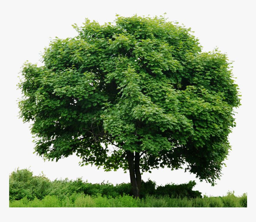 Trees Png Images Hd, Transparent Png, Free Download