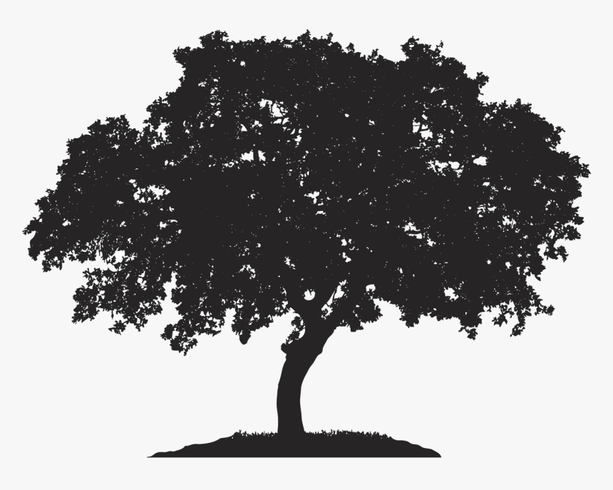 English Oak Tree Japanese Maple Royalty-free Quercus - Tree Silhouette Vector Artwork, HD Png Download, Free Download