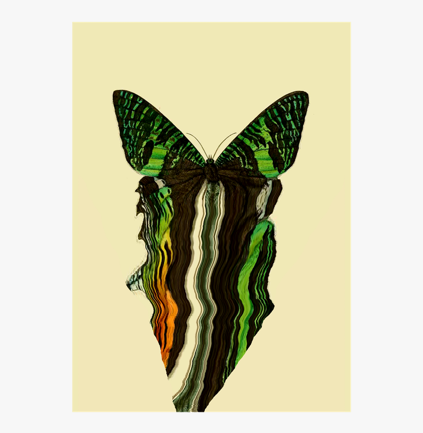 Drawn Glitch Moth - Illustration, HD Png Download, Free Download
