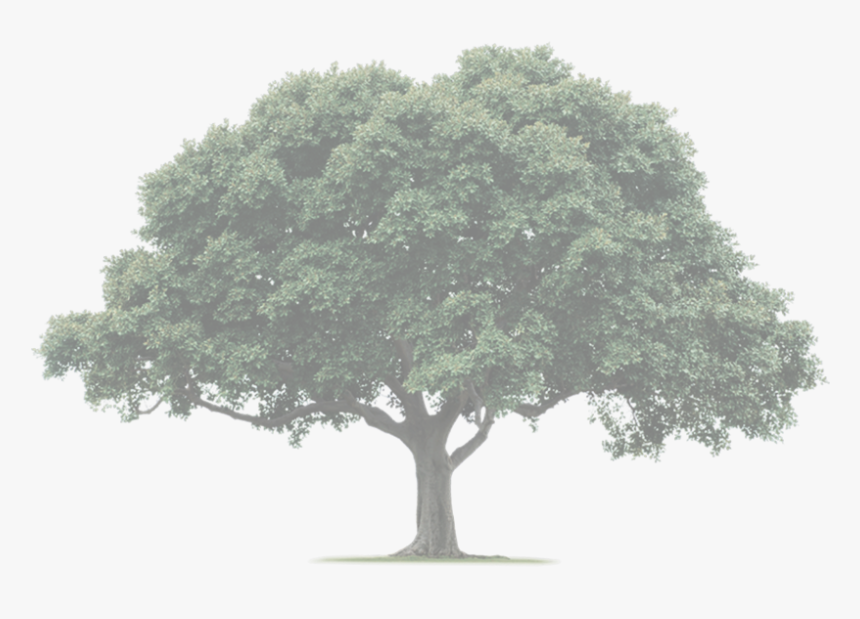 Large Evergreen Trees Australia, HD Png Download, Free Download