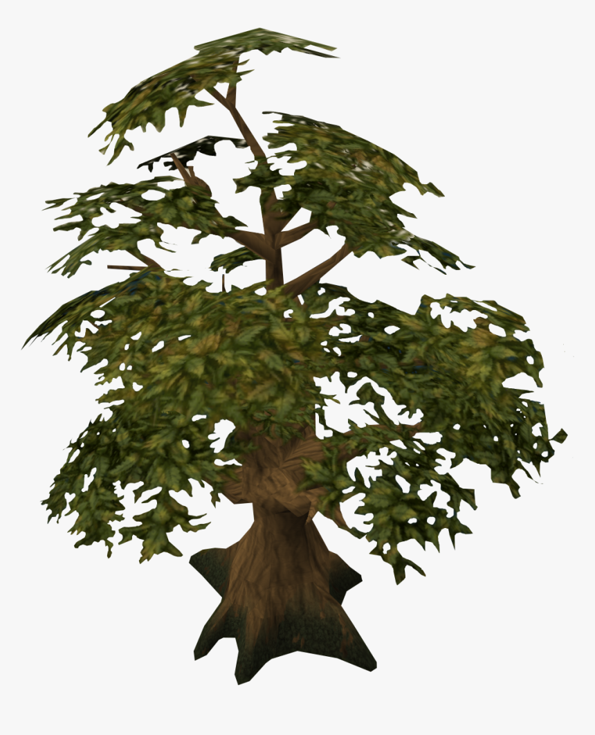 Oak Tree Detail - Spruce, HD Png Download, Free Download