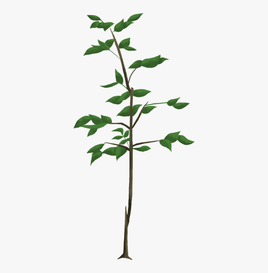 Seedling Clipart Oak Sapling - Oak Tree Sapling Png, Transparent Png, Free Download