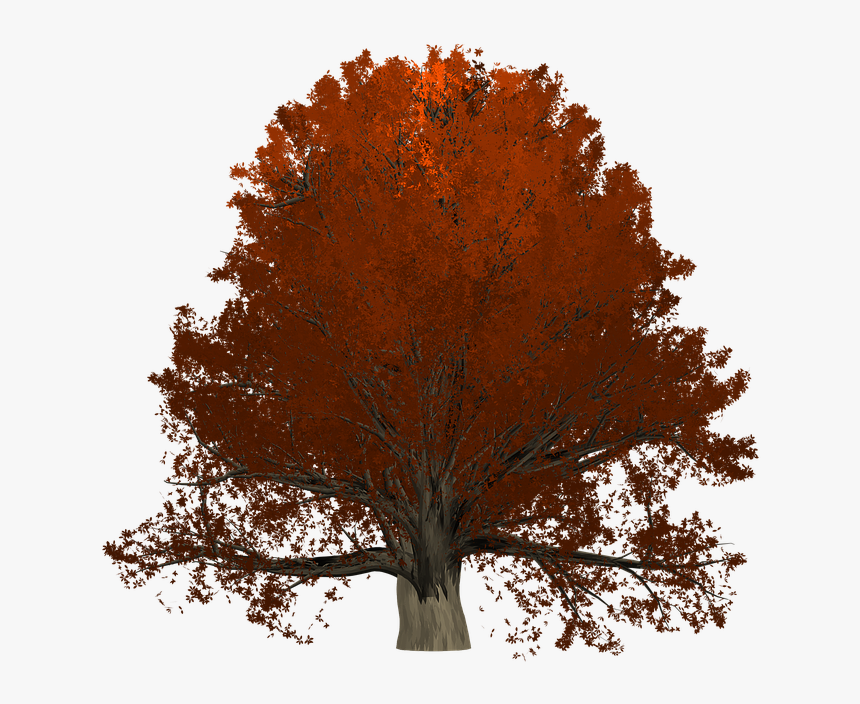 Transparent Oak Tree Png - Maple, Png Download, Free Download