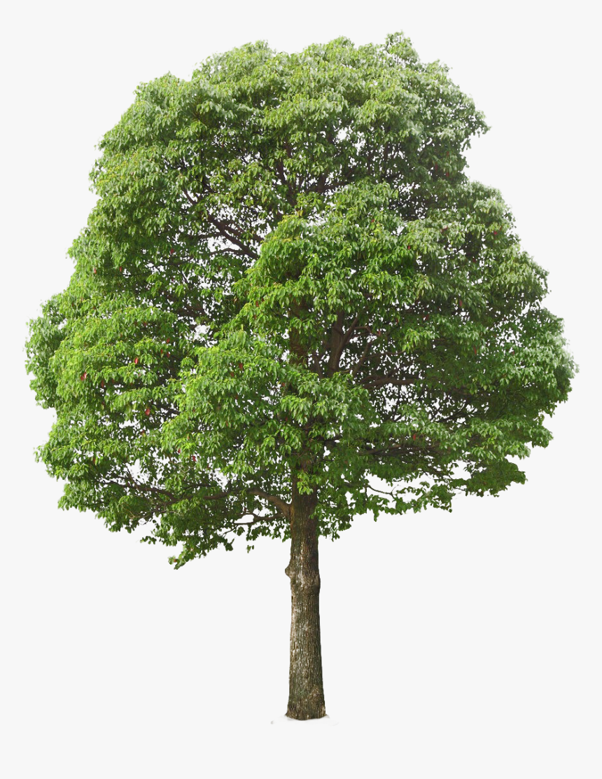 Trees Texture Png - Transparent Background Tree Png, Png Download, Free Download