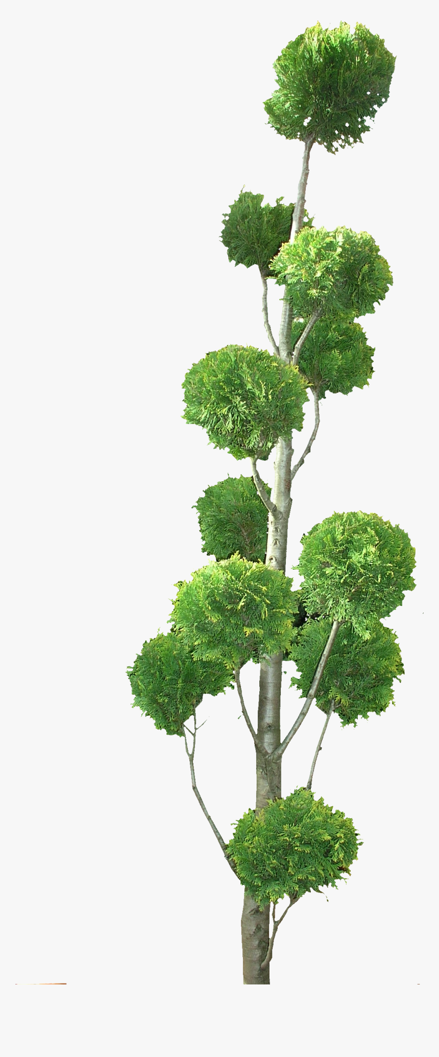 Transparent Topiary Plants Png, Png Download, Free Download