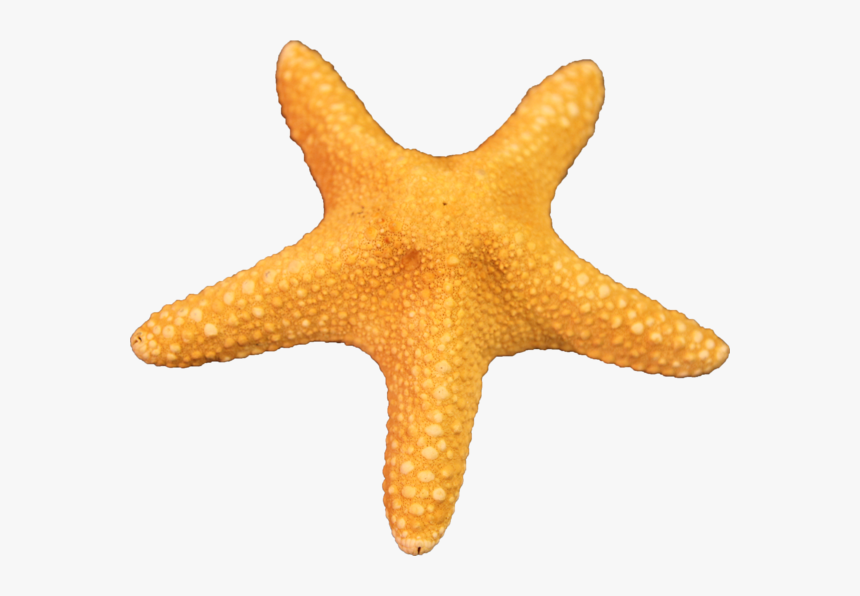 Free Download Starfish Png Images - Starfish Transparent, Png Download, Free Download