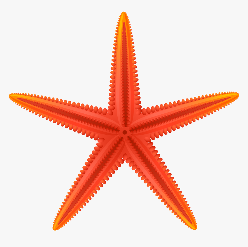 Red Starfish Png Clip Art, Transparent Png, Free Download