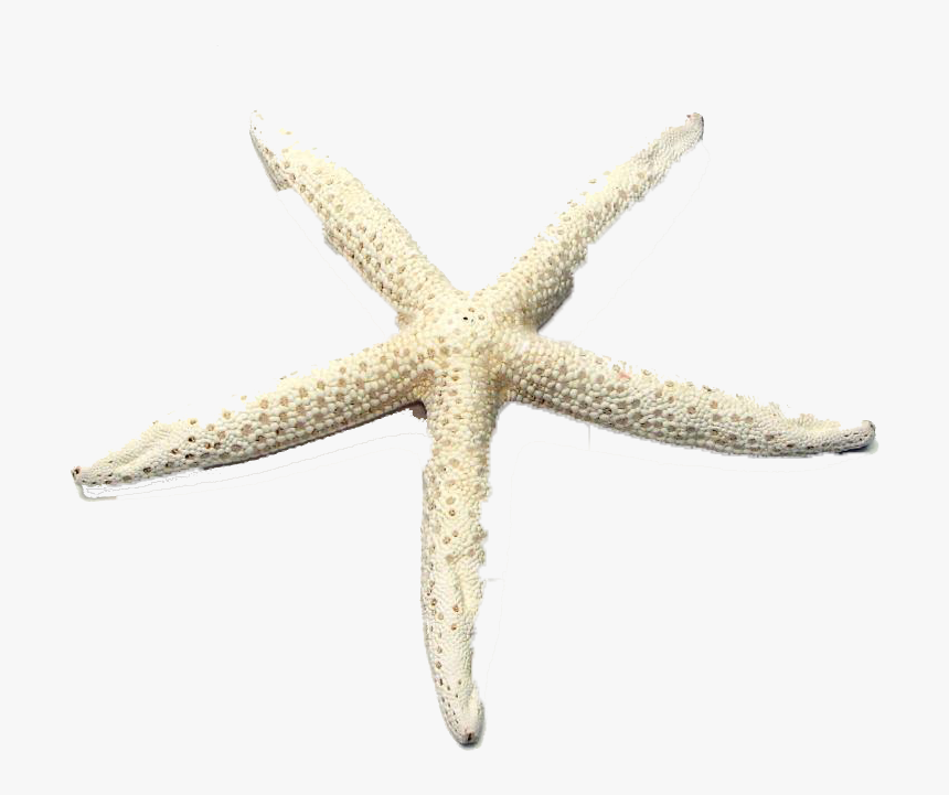 Starfish Png Image File - Starfish, Transparent Png, Free Download