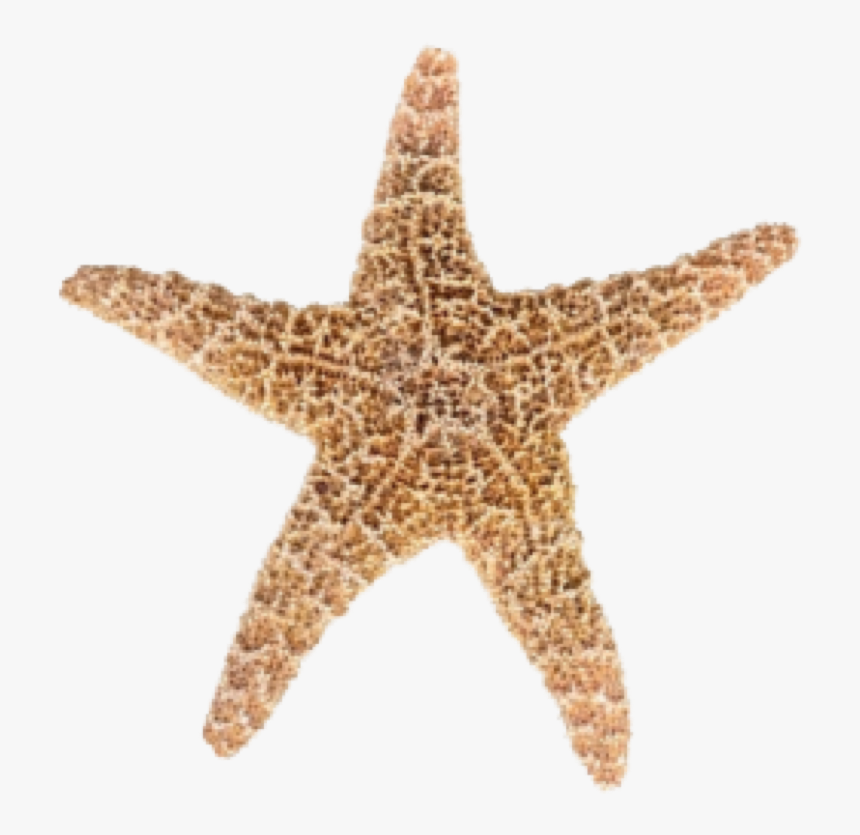 Designs Starfish Png Image - Star Fish, Transparent Png, Free Download