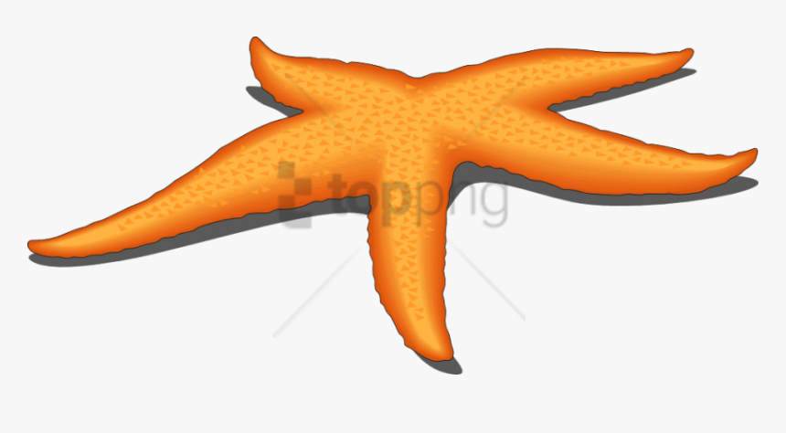 Free Png Starfish Png Png Image With Transparent Background - Star Fish Vector Png, Png Download, Free Download