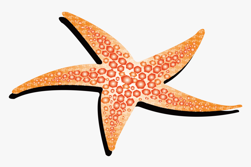 Transparent Starfish Border Clipart - Starfish Png Drawing, Png Download, Free Download