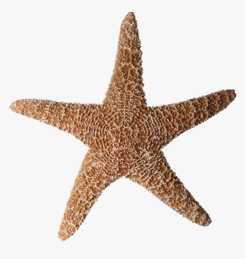 Starfishpng, Transparent Png, Free Download